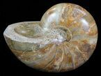 Polished Nautilus Fossil - Madagascar #67915-1